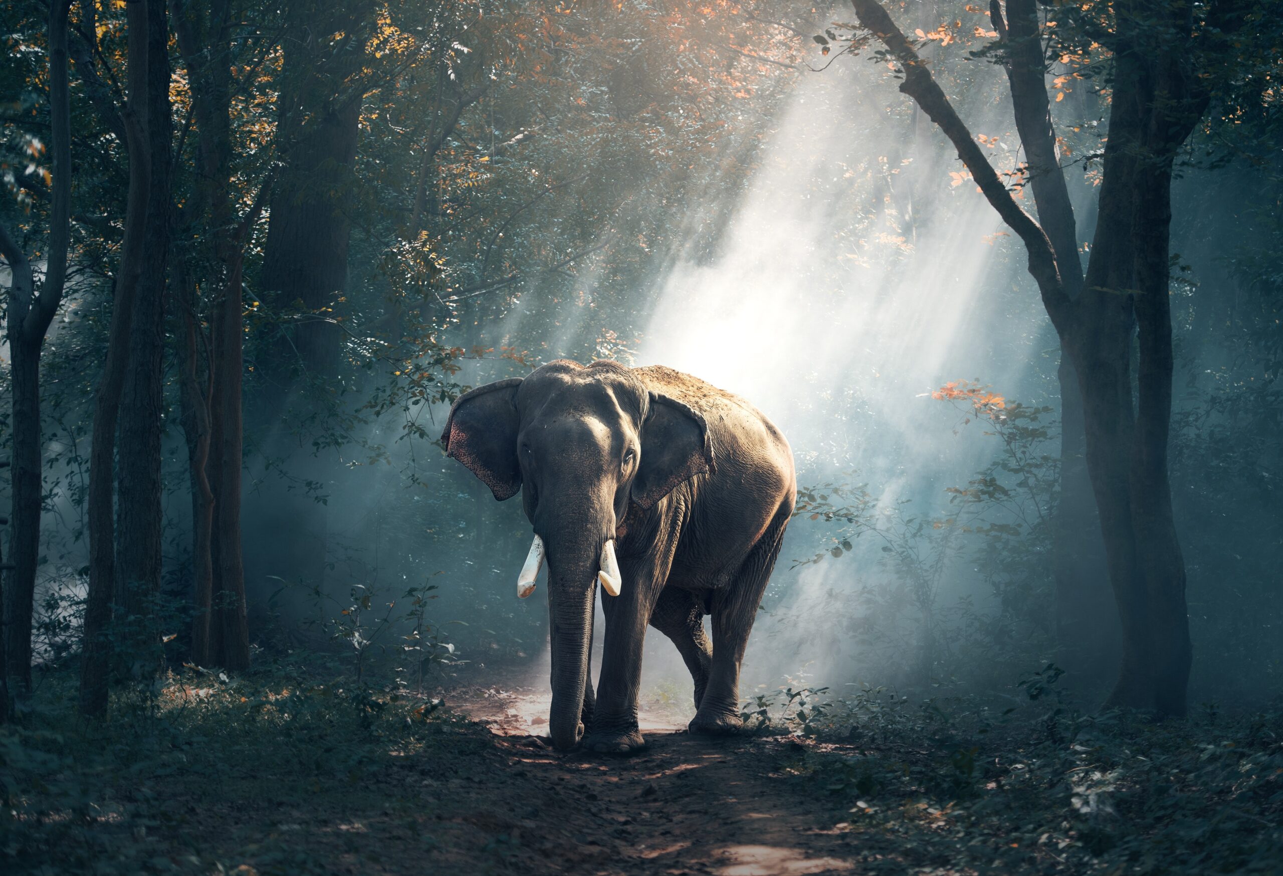 Read more about the article Nature in Vietnam and Unique Animals